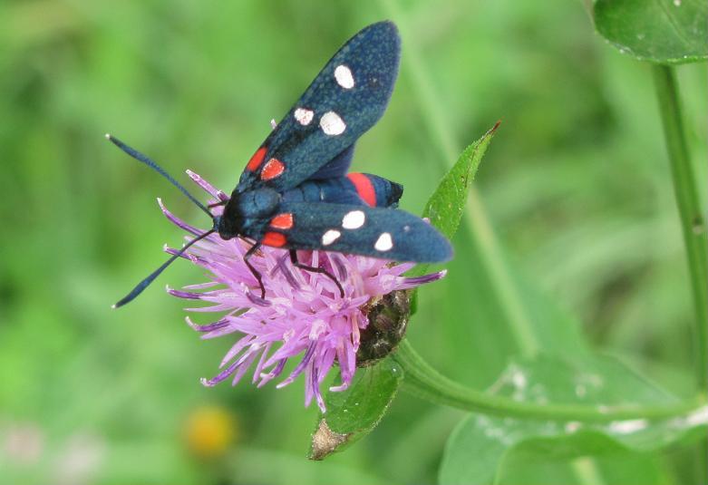 E'' tornata puntuale la Zygaena ephialtes